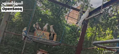 طيور كوكتيل للبيع شلع 3