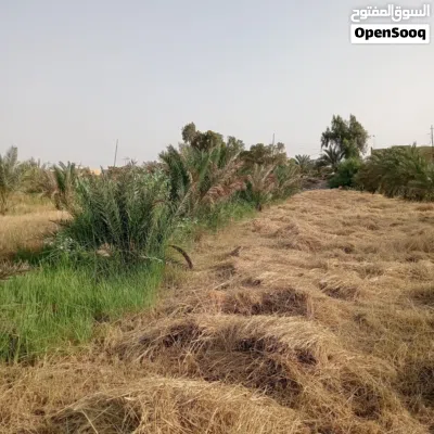 بستان للبيع 3