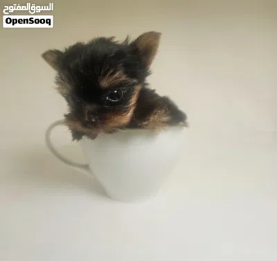 yorkishaier 3