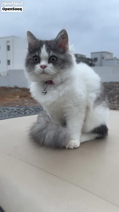 قط نوعه بيكي للبيع 2