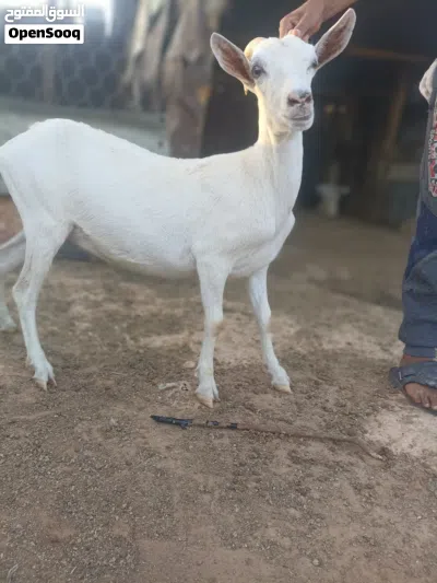 ماعز للبيع العدد 9 هجين على الفرنساوي 4