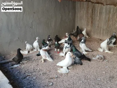 حظيرة حمام هزاز 4