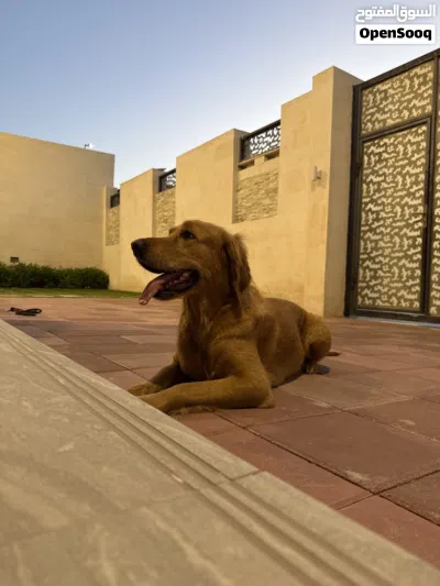 جلبه منتجه عمرها ثلاث سنوات 3