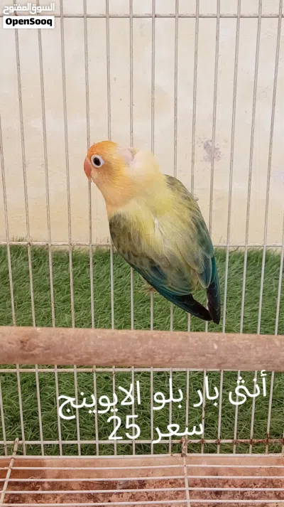 فيشر للبيع 4