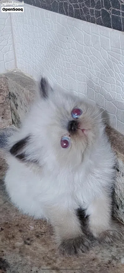 هملايا بيكي فيس 2