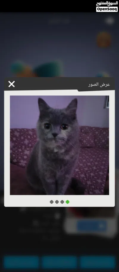 British short hair blue female kitten 3