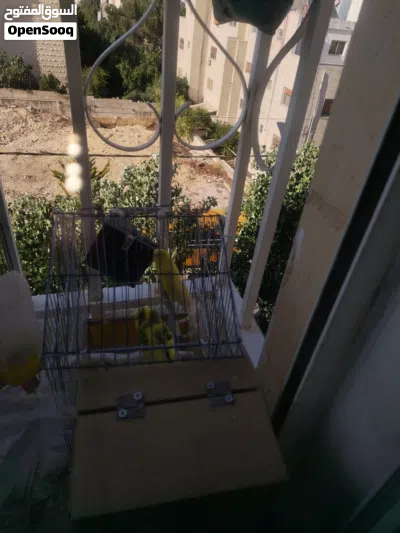 جوز طيور حب مع كامل أغراضه 4