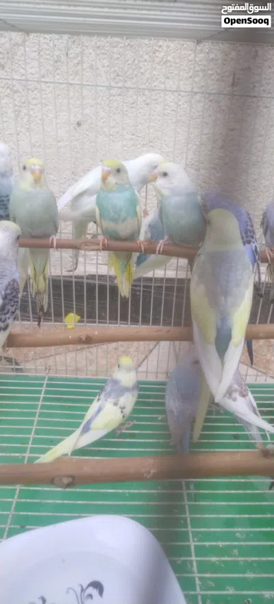 طيور حب مخاليف خشنات حلوات تبزير عراقي 2