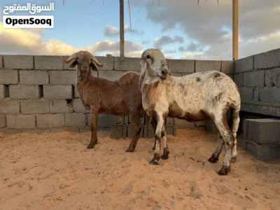 نعجه معاها حولي الله يبارك 3