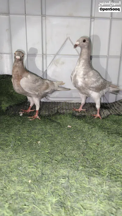 فراخ بسعر طري 4