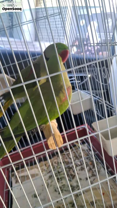 ببغاء ألكساندرا جامبو 2