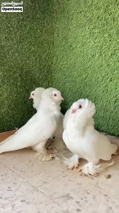 سنت أمريكي للبيع 2