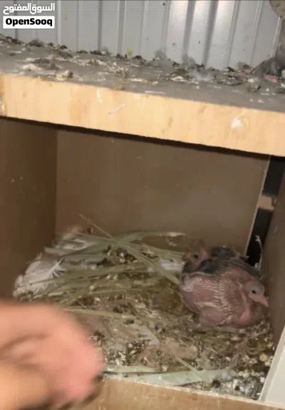 للبيع ازواج حمام زينه 4