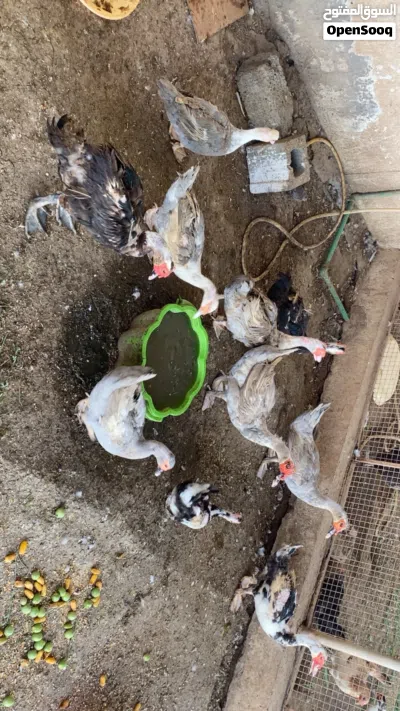 بط للبيع مسكوفي وسوداني اصلي بدون تهجين 4