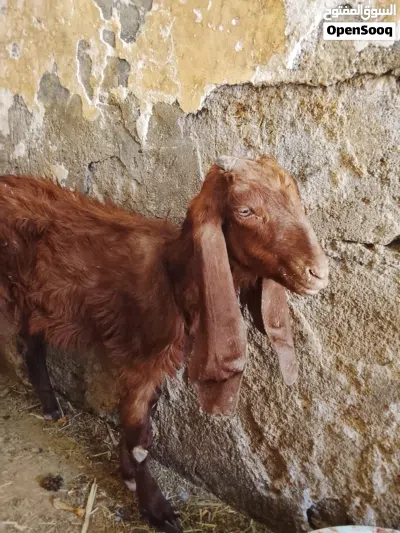 صخله ضروبة افغاني ضعيفه مالت علف صاحيه بلاش اقرء الوصف وخابر 3