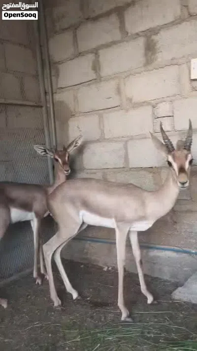 للبيع زوج غزلان اليفه. 2