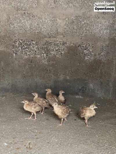 6 فروخ صفارد اصفر سوبر جامبو 2