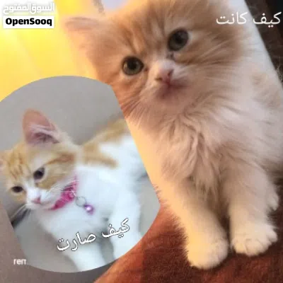 انثي للتبني عمر 4 شهور 3