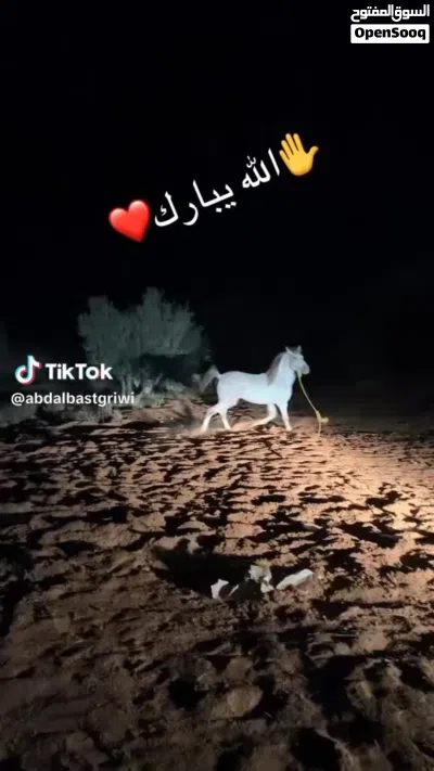 حصان ازرق للبيع 4