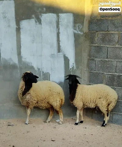 فطيمه وخروف العمر7شهور سمان مشاء الله طرابلس الفرناج 4