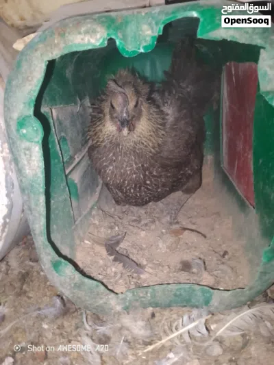 دجاج راقد للبيع جاهز للتفقيس 3