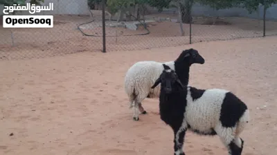 خروف وفطيمه وطنيات الله يبارك توميات مشالله 5شهور ونص سليمات من العيوب متع تربيه ربي يبارك 4