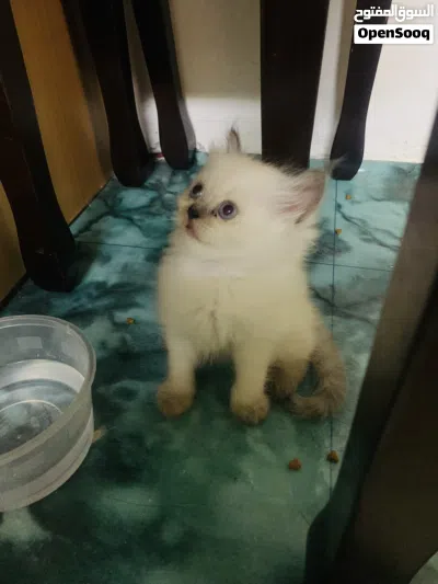 Kitten for sell 3