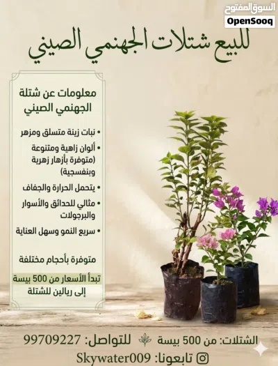 للبيع شتلات متنوعه واختار اللي يناسبك تابع الوصف. 4