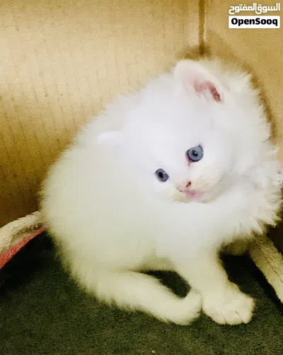 kitten for sell 3