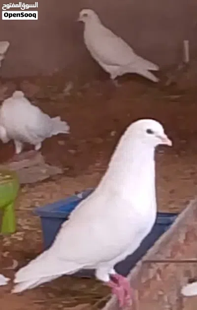 حمام فرنساوي لاحم درجة اوله سلاالة شركة فرنسية دم صافي بضاعة اوله 3