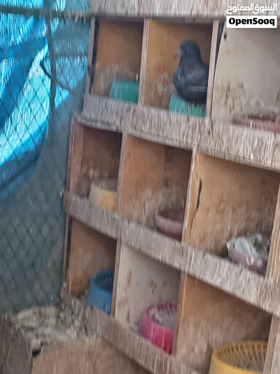 طبات حمام بلدي 4
