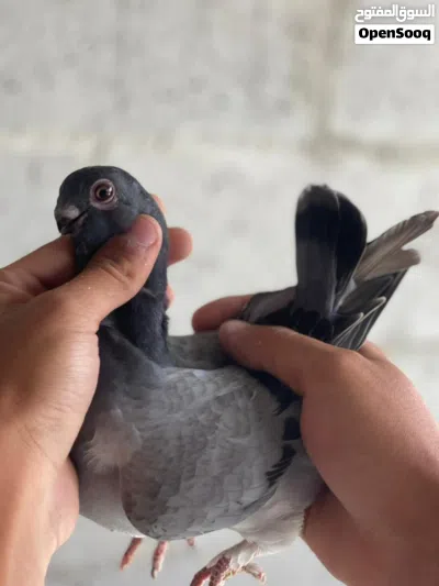 جوز فراخ عمريات للبيع 3