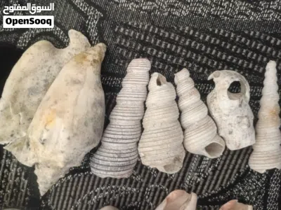 للبيع بعمان صدفات بحرية متحجرة أصلية عمرها 70 مليون سنة 2