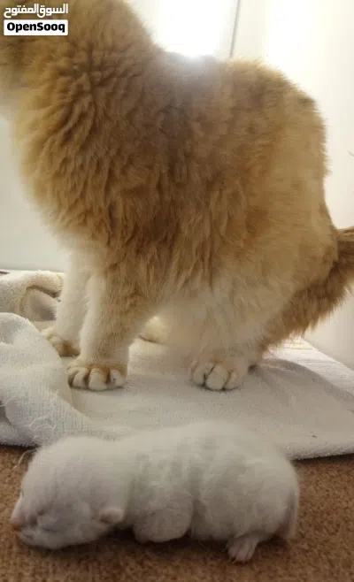 Scottish Kitten female triple fold NY1233 3