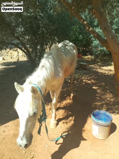 فرس للبيع بسعرحرق 4