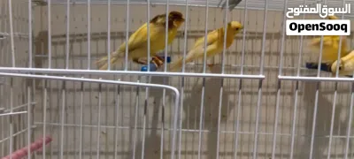10 فروخ كناري للبيع 2
