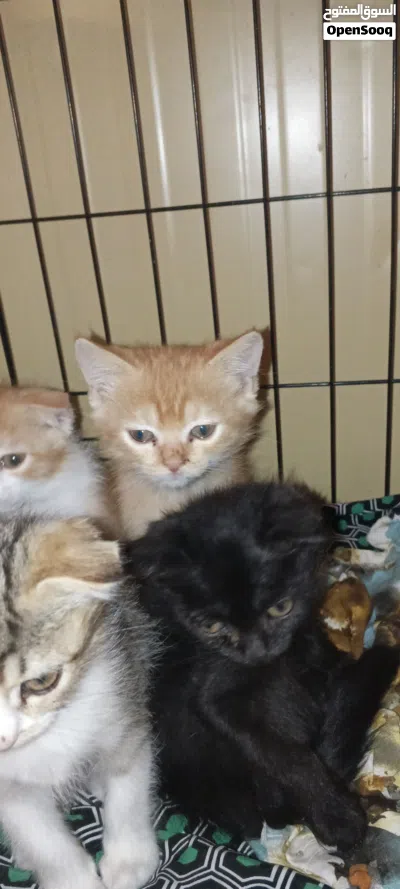 45 days old 2