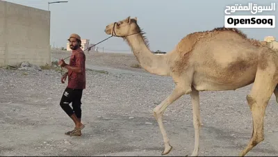 البيع حشوان لحم 2