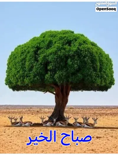 متعهد مباني 3