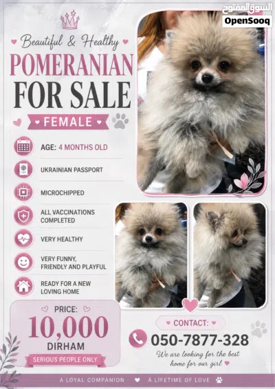 Cut Pomoranian 4 months old 4