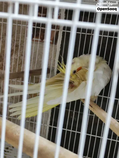جوز كوكتيل وتحتهن 4 بيضات وفرح عمره يومين 4