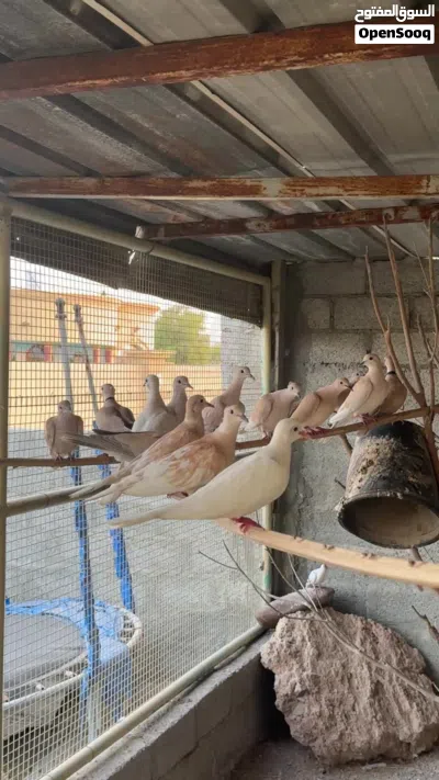 طيور العفاد 4