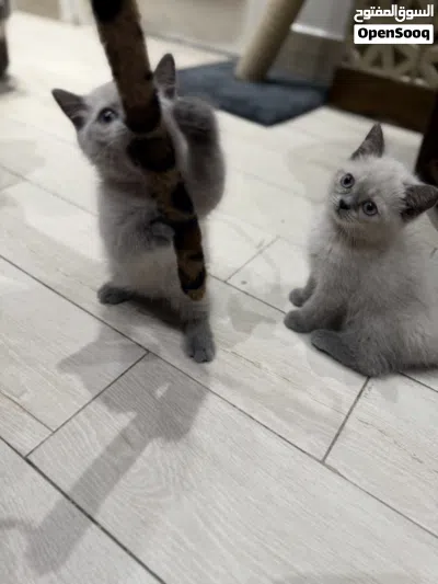 Grey British shorthair male kitten-2.5 months old -litter trained 2