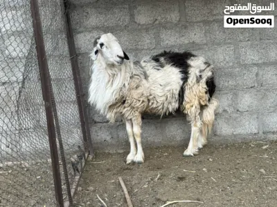 كبش سمين العمر سنتين تريده انتاج او لحم 3