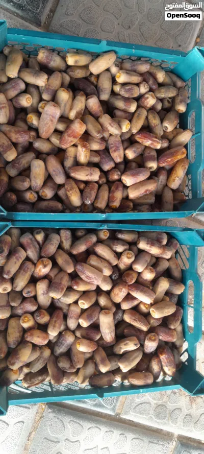تمر نغال محقب(جريجرو) جديد جوده 2