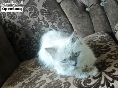 انثى هملايا شو كليت لطيفه و بتحب العائله و لأطفال 2