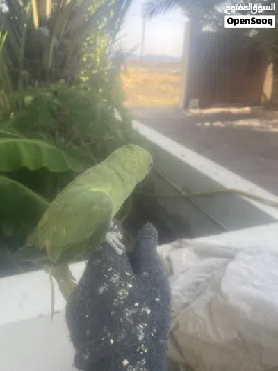 ببغاء دره يركب على اليد 3