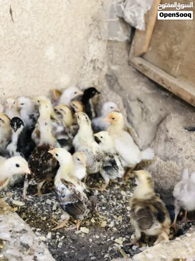 افراخ دجاج كويتي 4