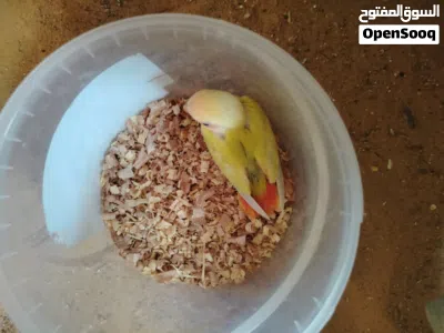 السلام عليكم توفر فرخ بركديلو للترويض اقرا الوصفه 2