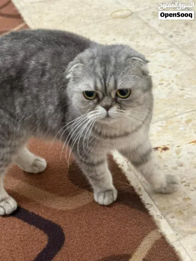 سكوتش فولد 3